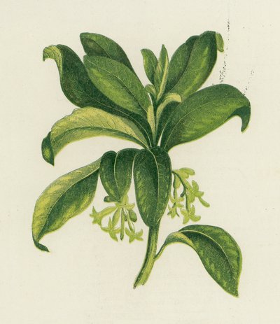 Spurge Laurel、Daphne Laureola 作： English School